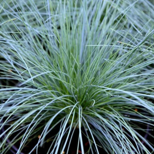 Elijah-Blue-Fescue-Grasses-3
