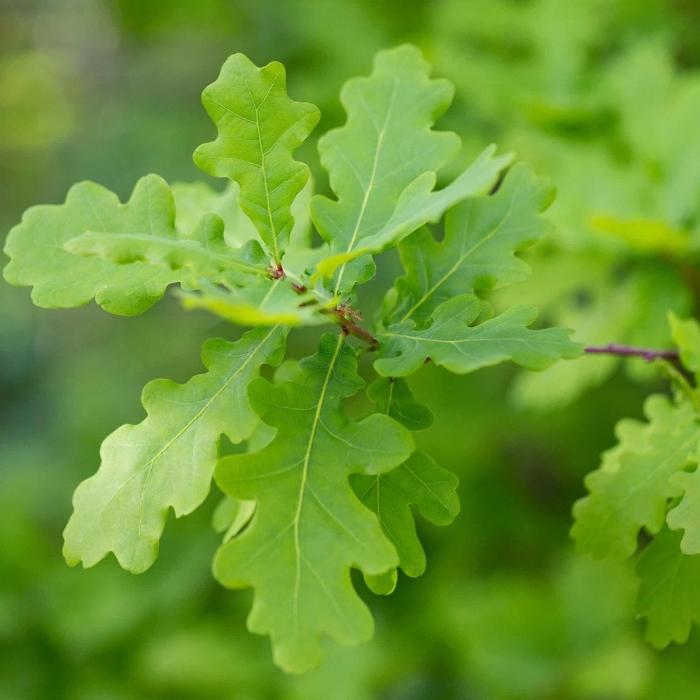 English-Oak-Tree-4