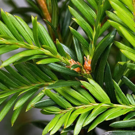 English Yew collection (Taxus baccata)