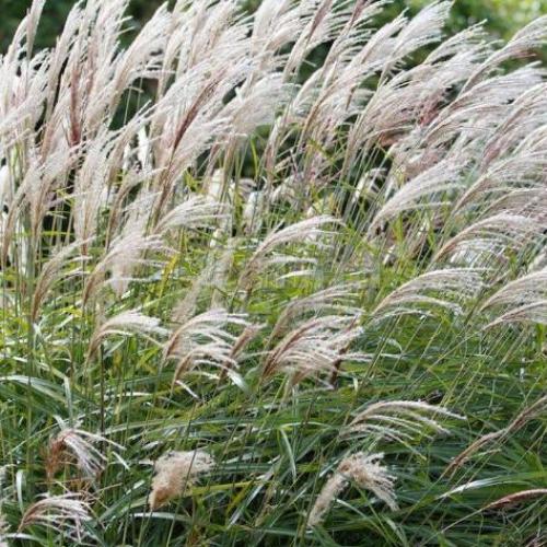 Eulalia-Yakushima-Dwarf-Grasses-3