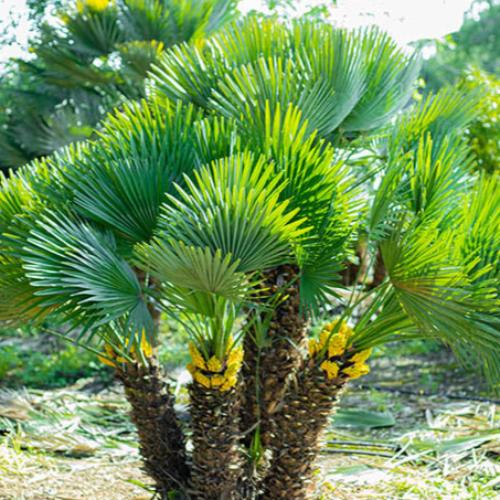 European-Fan-Palm-Trees-2