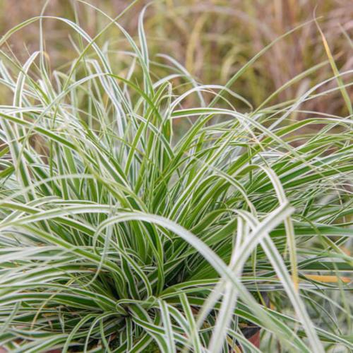 Everest-Sedge-Ornamental-Grasses-3