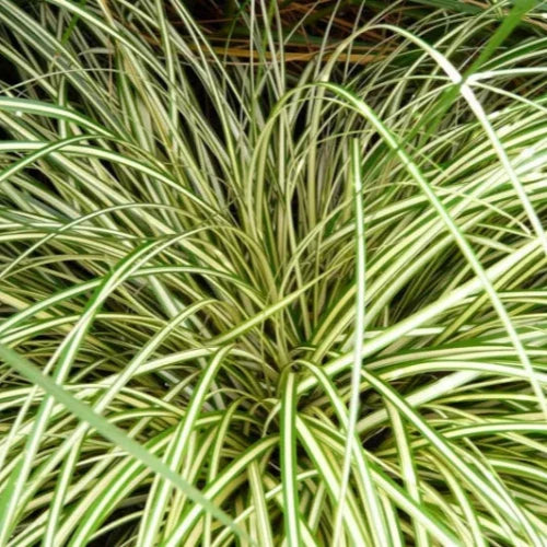 Evergold-Sedge-Grasses-2