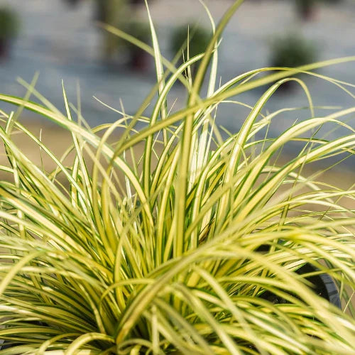 Evergold-Sedge-Grasses-4