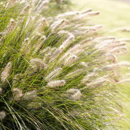 Fairy-Tails-Ornamental-Grasses-2