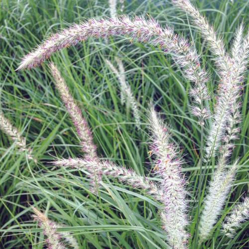 Fairy-Tails-Ornamental-Grasses-3
