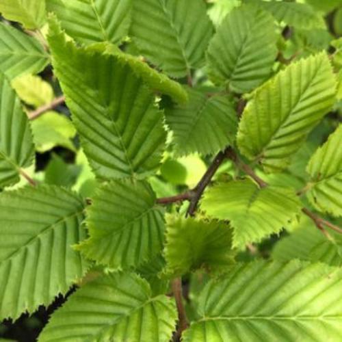 Fastigiate-Hornbeam-Tree-3