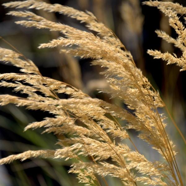 Feather-Reed-Grasses-2