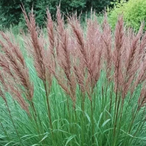 Ferner-Osten-Grasses-4