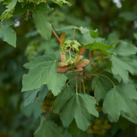 The Field Maple Tree...