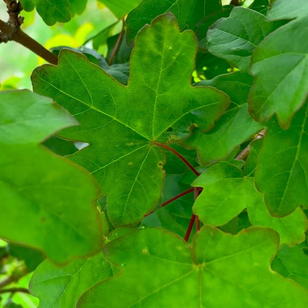 Field-Maple-Ornamental-Tree-4