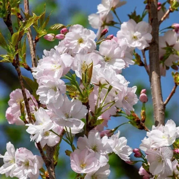 Flagpole-Cherry-Tree-1