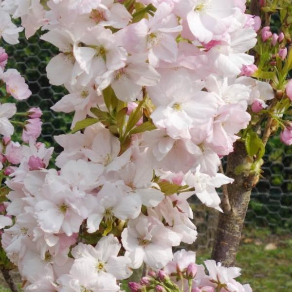Flagpole-Cherry-Tree-2