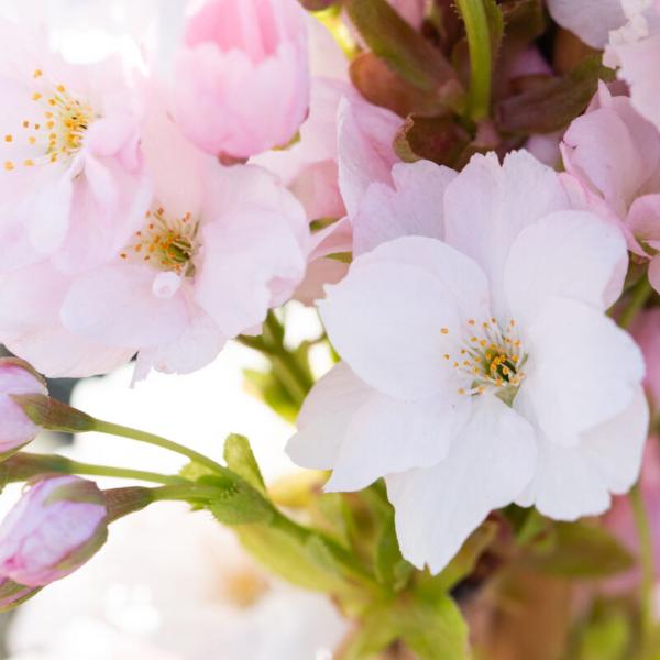 Flagpole-Cherry-Tree-3