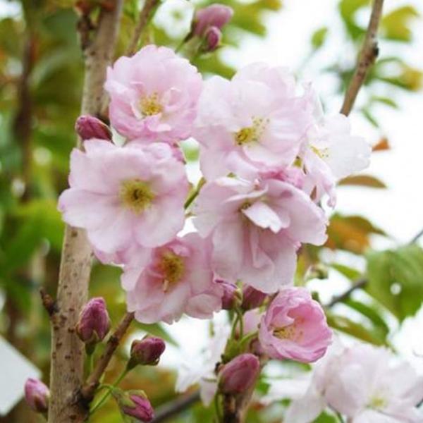 Flagpole-Cherry-Tree-4