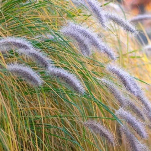 Flamingo-Ornamental-Grasses-3
