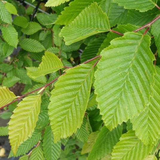 Frans Fontaine Hornbeam Tree...