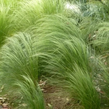Frosted Curls Sedge Ornamental Grass...