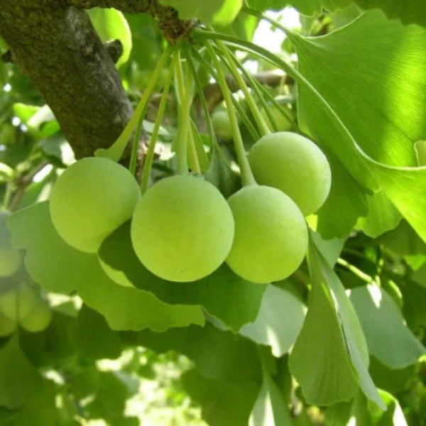 Ginkgo Ornamental Tree (Ginkgo Biloba 'Ginkgo Tree')