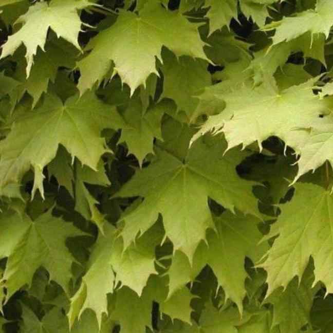 Globosum-Norway-Maple-Tree-4