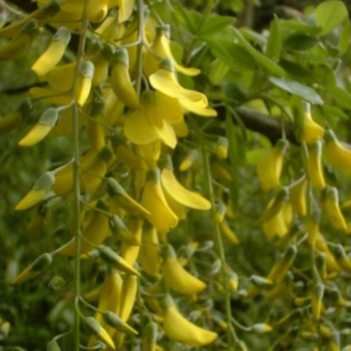 Golden-Chain-Ornamental-Tree-2