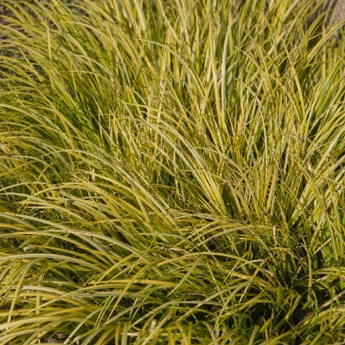 Golden-Delight-Sweet-Flag-Grasses-3