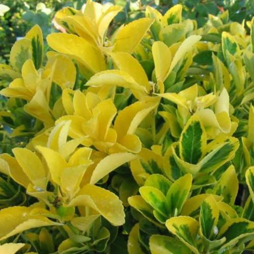 Golden-Variegated-Japanese-Spindle-3