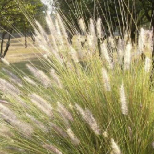 Golden-Veil-Tufted-Hair-Grasses-2