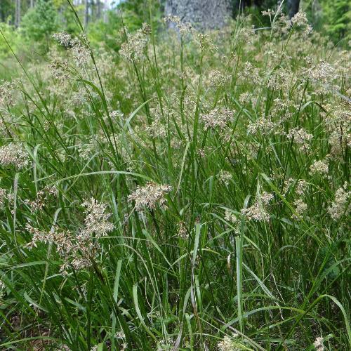 Greater-Woodrush-Grasses-3