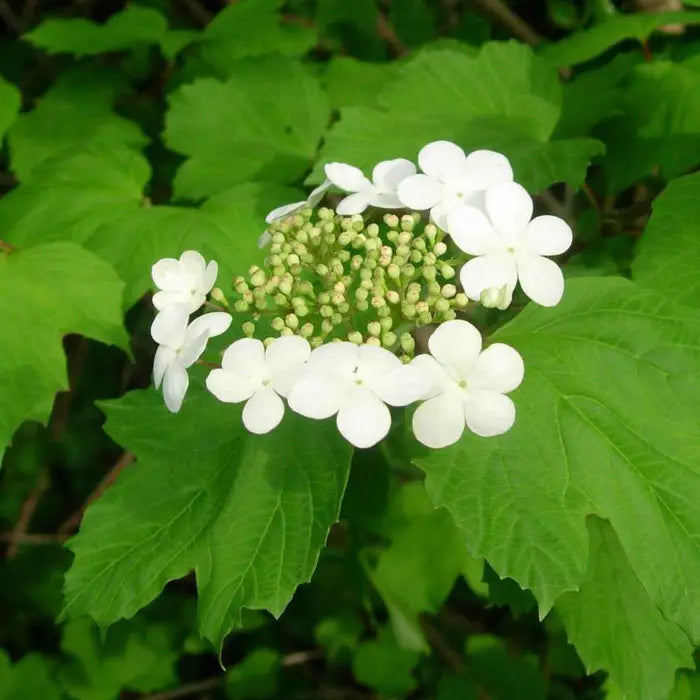Guelder-Rose-viburnum_opulus_2