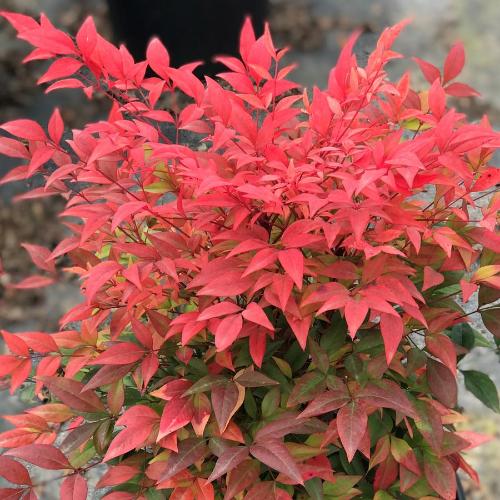 Gulf-Stream-Heavenly-Bamboo-3