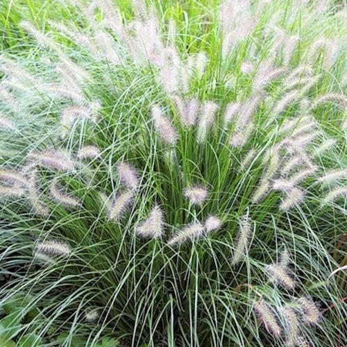Hameln-Fountain-Grasses-2