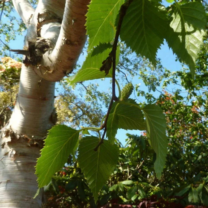 Himalayan-Birch-Tree-5