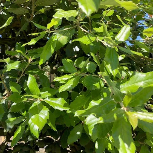 Holm-Oak-Pleached-Tree-1