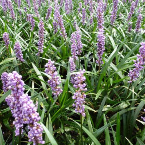Ingwersen-Lilyturf-Grasses-2
