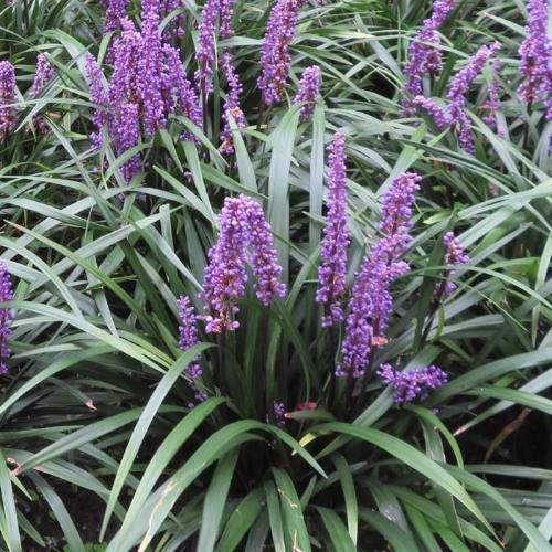 Ingwersen-Lilyturf-Grasses-3