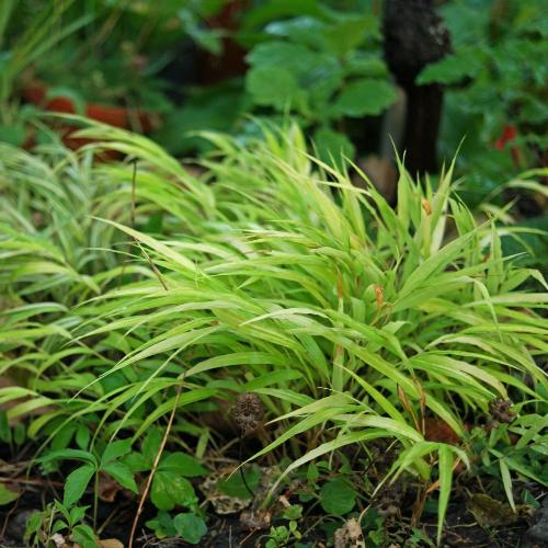 Japanese-Forest-Grasses-3