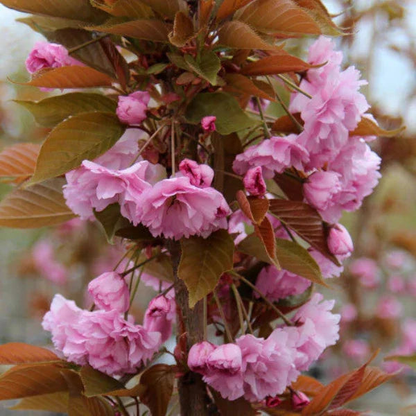 Kanzan-Cherry-Ornamental-Tree-2