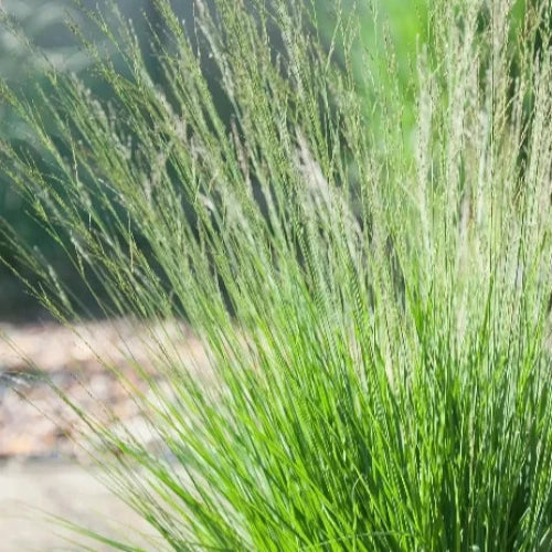 Karl-Foerster-Moor-Grasses-2