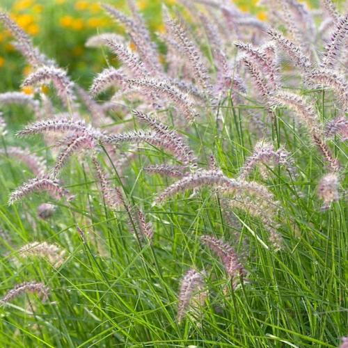 Karly-Rose-Maiden-Grasses-2