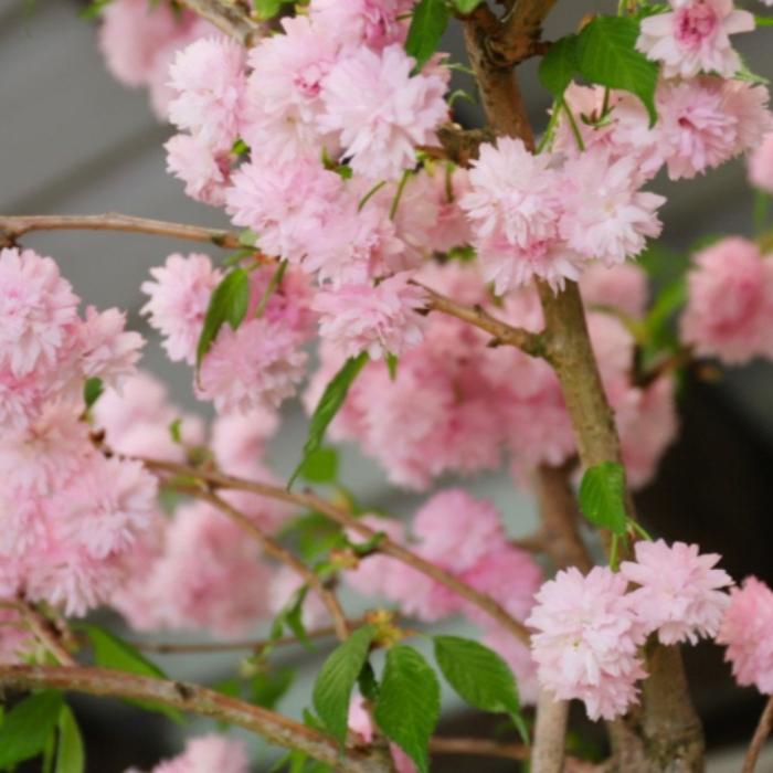 Kiku-Shidare-Cherry-tree-2