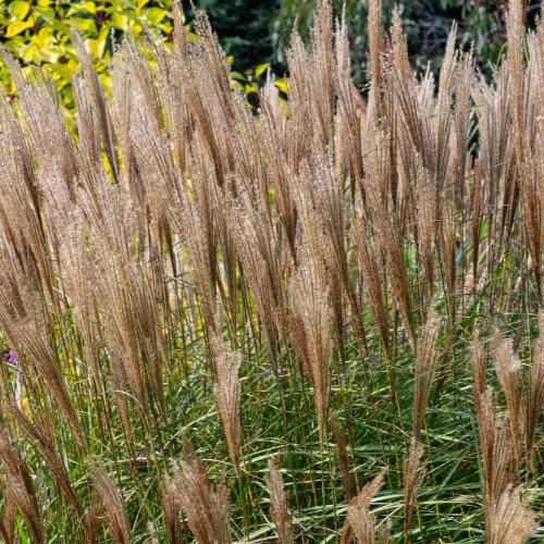 Kleine-Silberspinne-Maiden-Grasses-2
