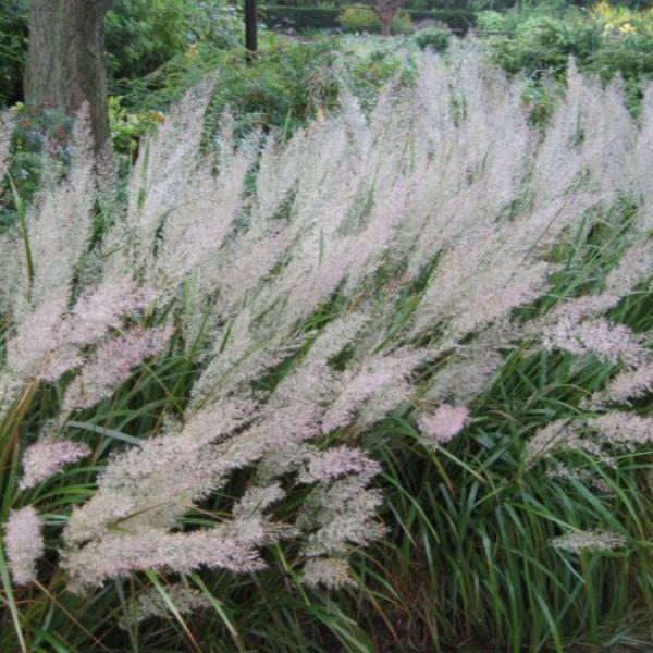 Korean-Feather-Reed-Grasses-4