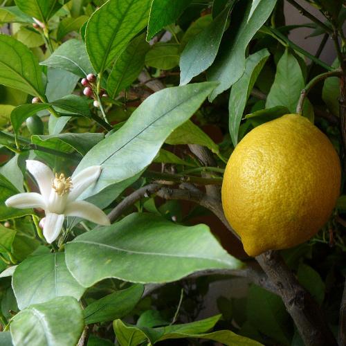 Lemon-Tree-Italian-Plants-2