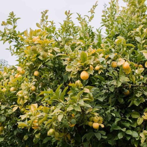 Lemon-Tree-Italian-Plants-3