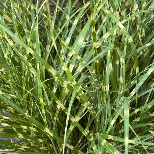 Little-Zebra-Ornamental-Grasses-4
