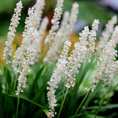 Monroe-White-Lilyturf-Grasses-1