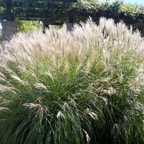 Morning-Light-Maiden-Grasses-2