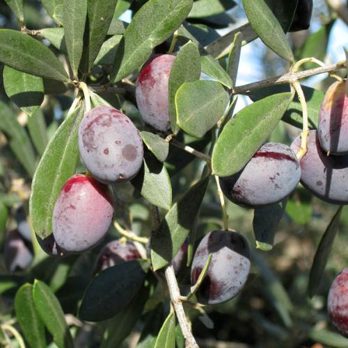 Multi-Head-Olive-Exotic-Trees-2