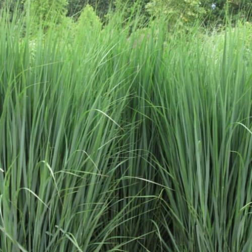 Northwind-Switchgrass-2